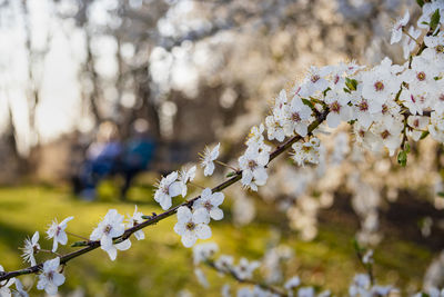 Close-up of cherry blossoms in spring