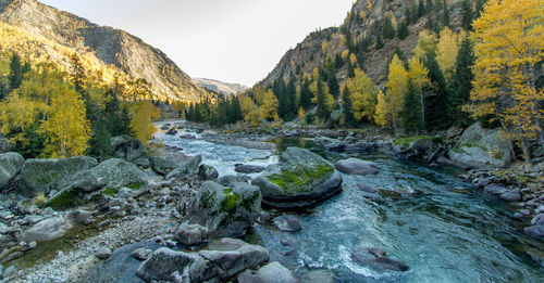 Scenic view of river stream amidst trees in forest