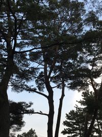 Low angle view of trees against sky