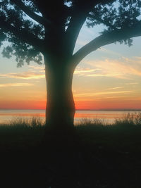 Silhouette tree on field against sky during sunset