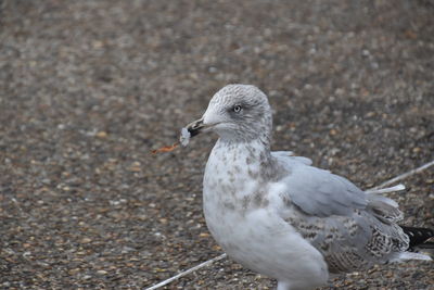 Close-up of seagull
