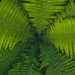 Full frame shot of green leaves