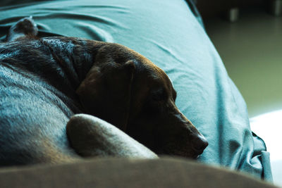Close-up of dog sleeping on bed at home