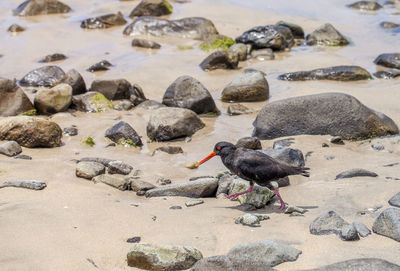 View of variable oystercatcher at new chums beach, coromandel peninsula, north island, new zealand