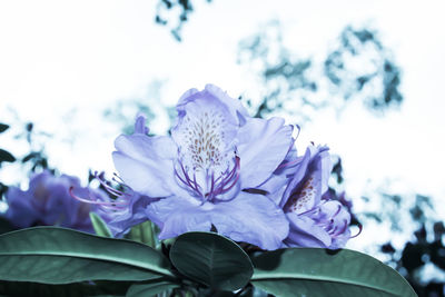 Close-up of purple flowering plant against sky
