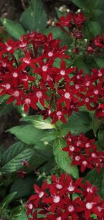 High angle view of red flowering plant