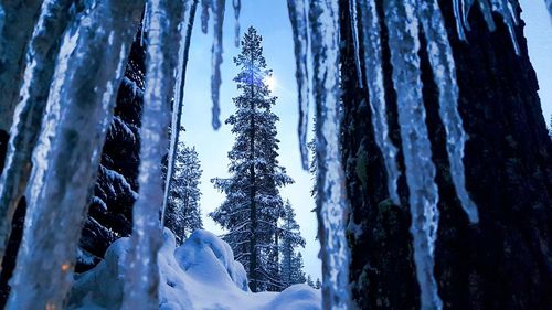 Snow covered trees