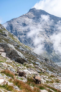 Scenic view of waterfall on mountain