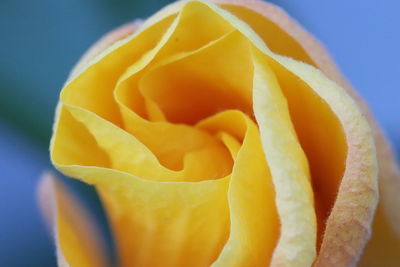 Close-up of yellow rose