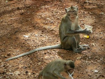 Monkey sitting on field