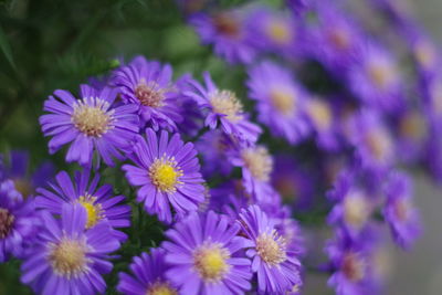 Close-up of purple flowering plants