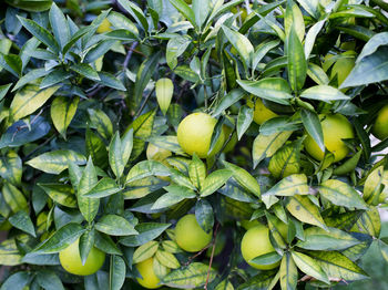 Full frame shot of fruits