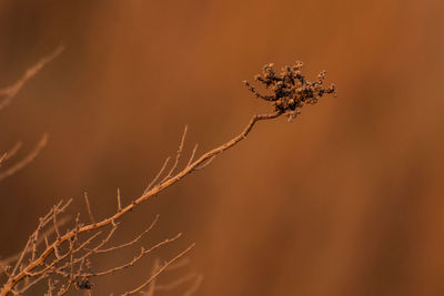 Close-up of wilted plant