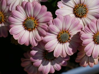 Close-up of pink daisy flowers