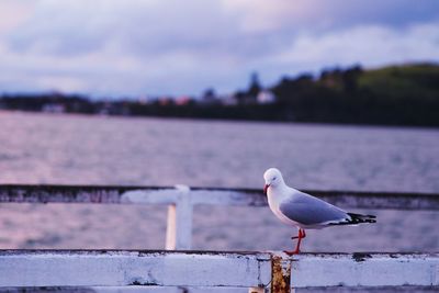 Close-up of seagull perching on shore against sea