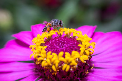 Close-up of honey bee pollinating on purple flower