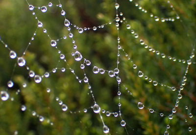 Close-up of water drops on spider web