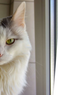 Close-up of cat looking away at home