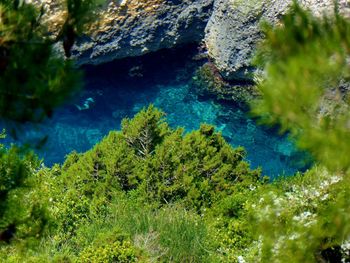 High angle view of plants and rocks in sea