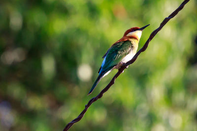 Close-up of bird perching on tree