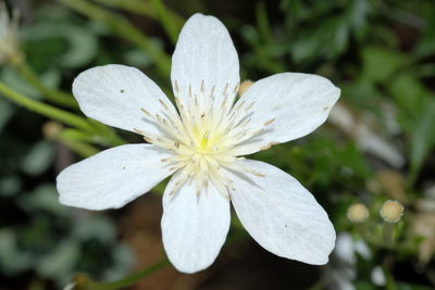 Close-up of white flower