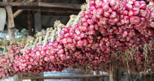 Close-up of pink flowering plants