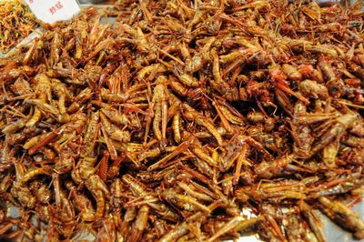 High angle view of insects in market