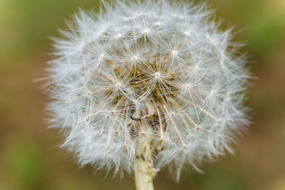 Close-up of dandelion flower