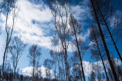 Low angle view of trees against sky