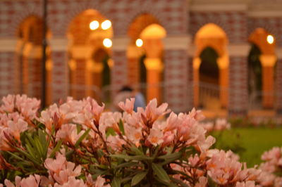 Close-up of flowers against building