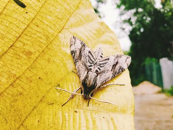 Close-up of butterfly on tree trunk