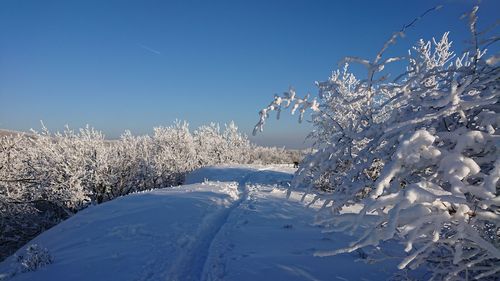 Snow covered trees against clear blue sky