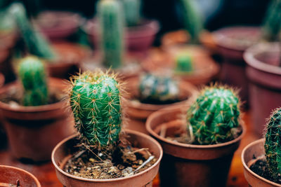 Close-up of potted plants