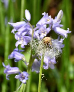 Close-up of insect on purple flower