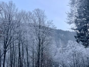 Low angle view of bare trees in winter