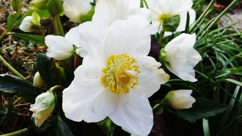 Close-up of white flowering plants