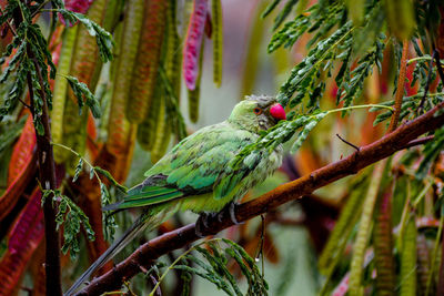 Close-up of parrot perching on branch