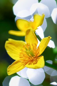 Close-up of yellow flowering plant