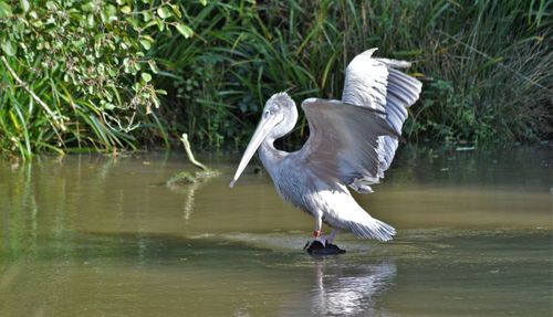 Bird in lake