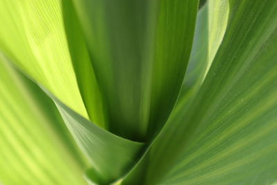 Full frame shot of succulent plant leaves