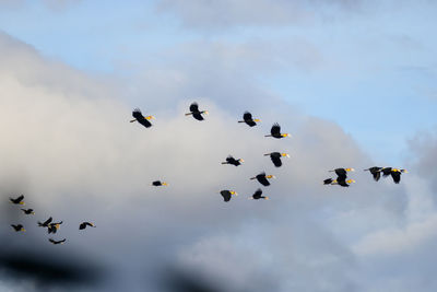 Low angle view of birds flying in sky