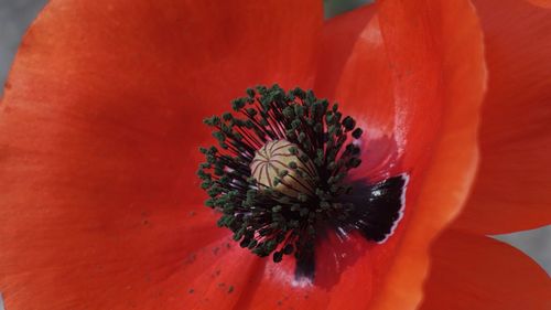 Close-up of red rose