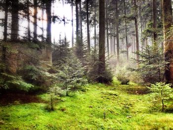 Trees in forest