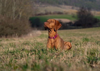 Dog running on grassy field