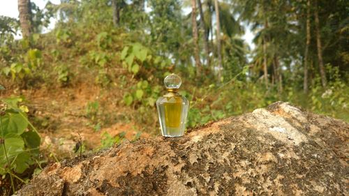 A beautiful shot of a scent bottle in the garden