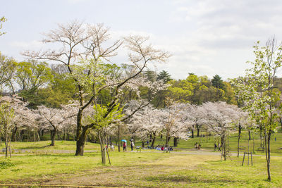 View of trees in park