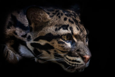 Close-up of a cat looking away