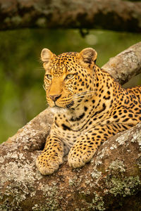 View of a cat on rock