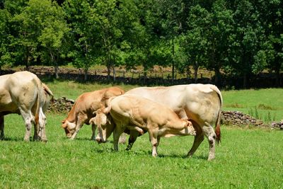 One calf sucking milk of the udder of its mother, the cow