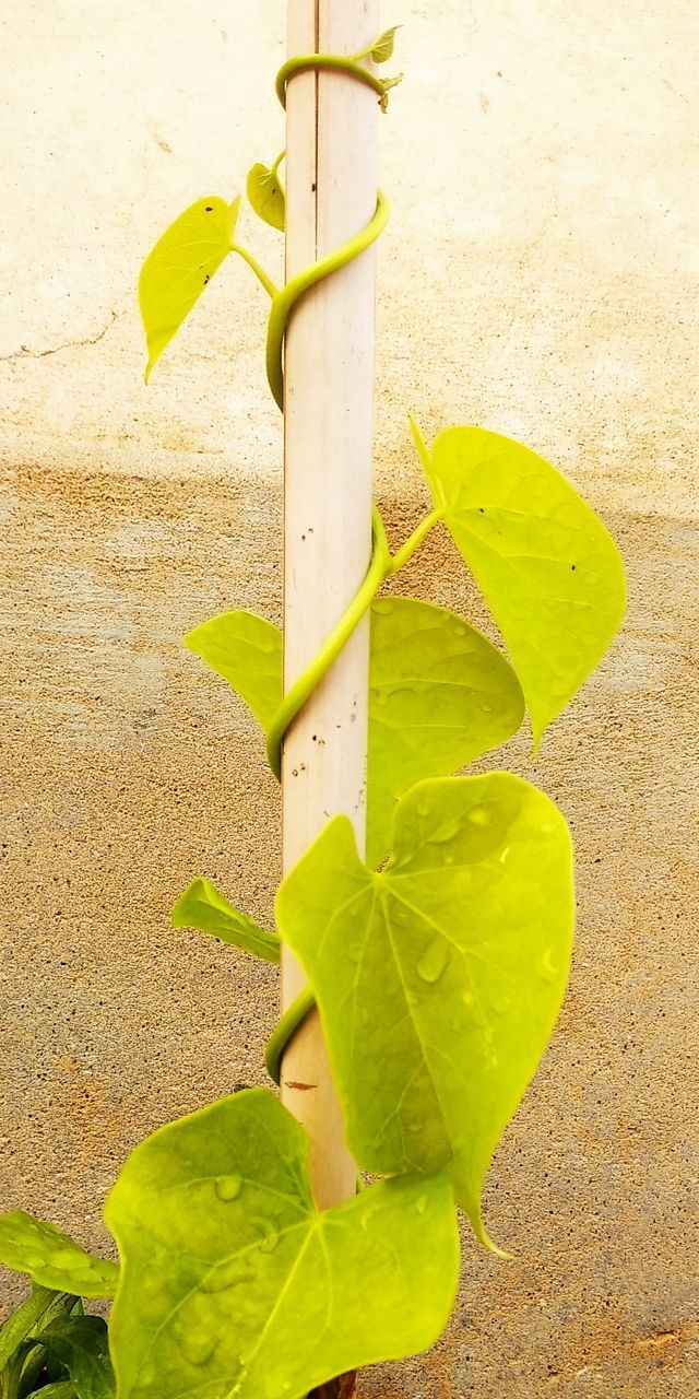 HIGH ANGLE VIEW OF YELLOW LEAVES ON SAND